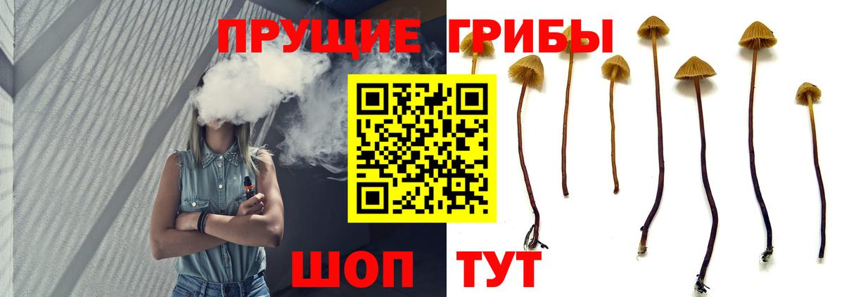Псилоцибиновые грибы Psilocybe  купить   Качканар  Вход с VPN 